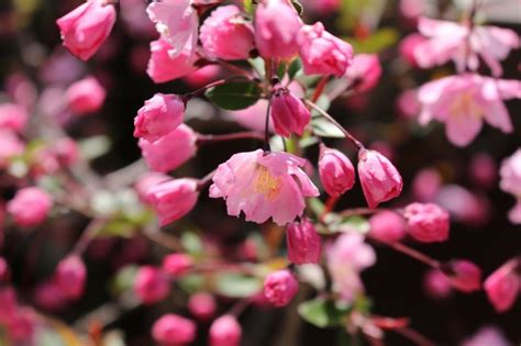 海棠開花|海棠（カイドウ）ってどんな植物？桜との違いや庭木としての育。